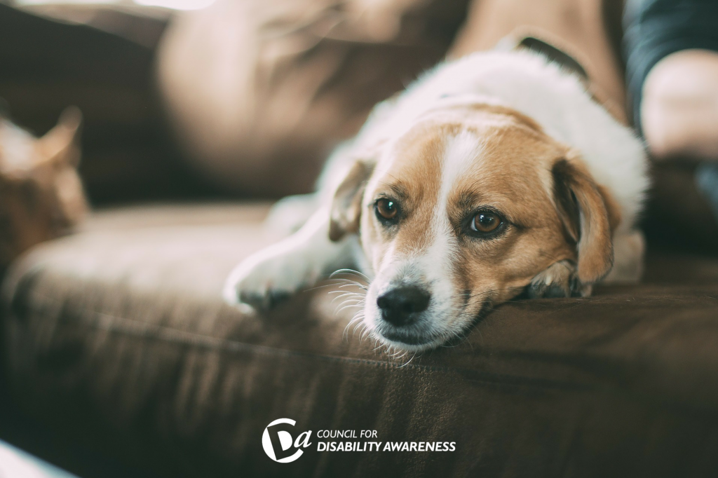 The Importance of Emotional Support Animals